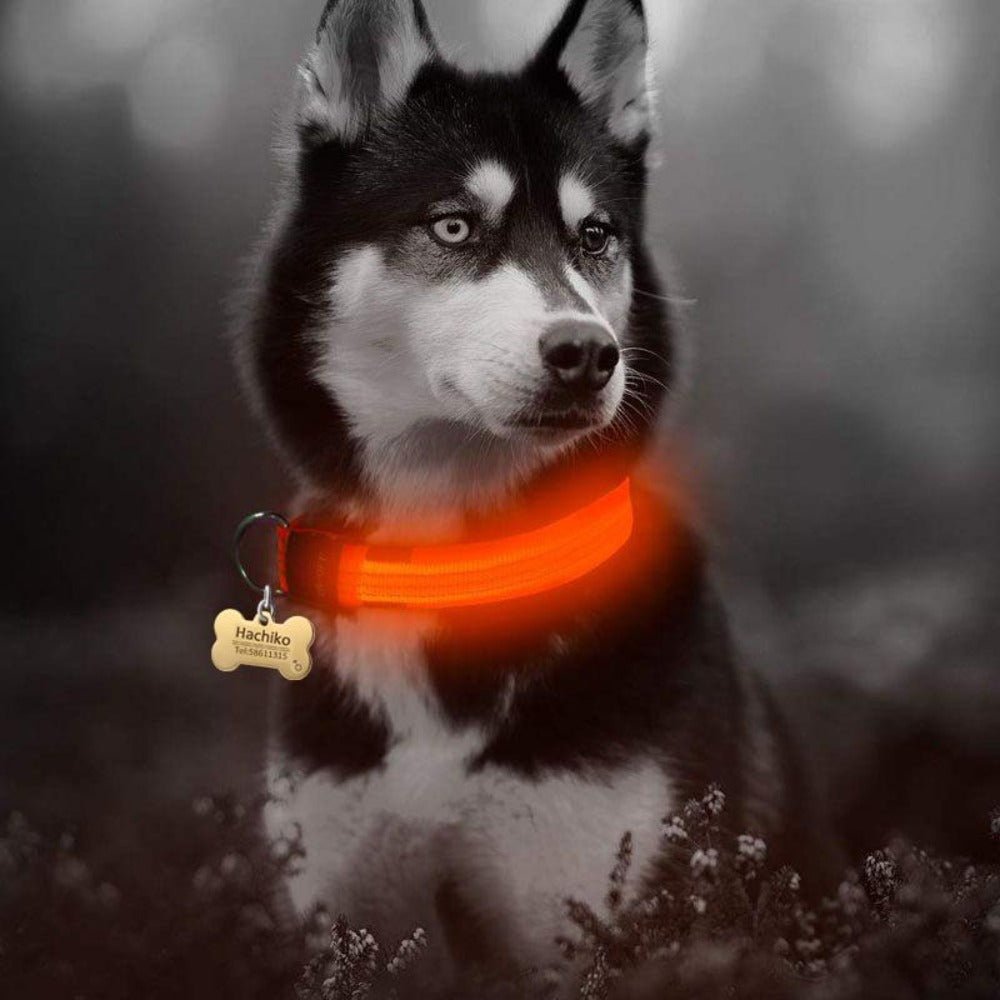 🐾 Lot de 2 Colliers LED en Nylon pour Chien 🌟 - deslyshopping