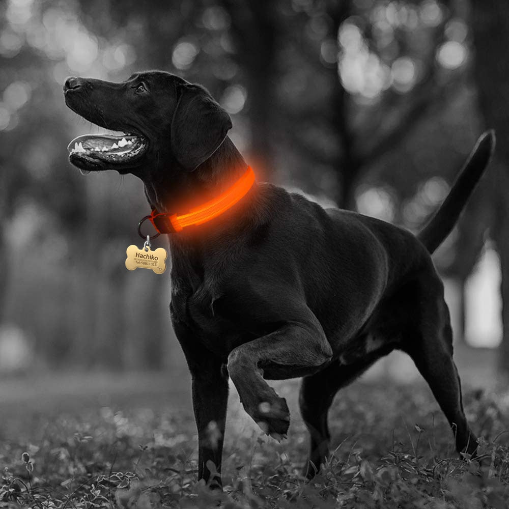 🐾 Lot de 2 Colliers LED en Nylon pour Chien 🌟 - deslyshopping